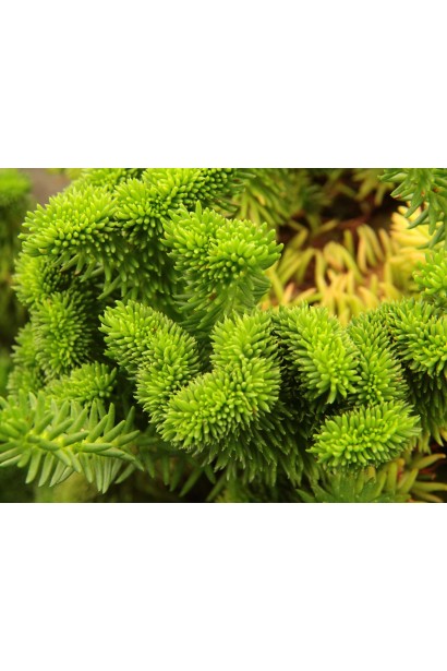 Очиток Кристатум голчасте яскраво-зелене листя